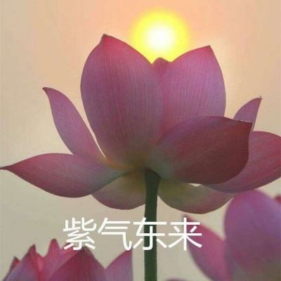 kuson排球游戏下载